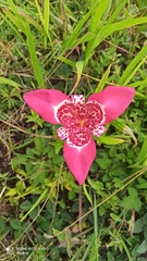 Tigridia pavonia