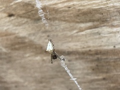 Uloborus