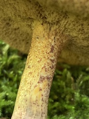 Suillus tomentosus