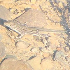 Acanthodactylus erythrurus