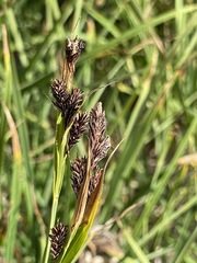 Carex spectabilis