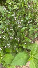 Verbena officinalis