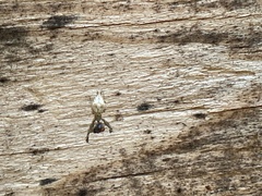 Uloborus