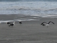 Larus dominicanus dominicanus