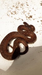 Storeria storerioides