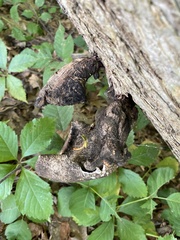 Cerioporus squamosus