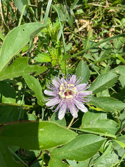 Passiflora incarnata