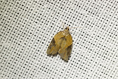 Acleris laterana