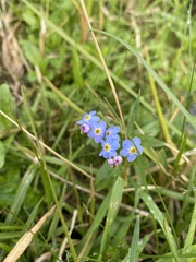 Myosotis scorpioides