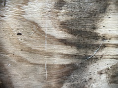 Uloborus