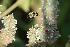 Bombus