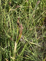 Carex spectabilis