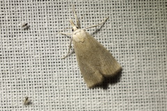 Calamotropha paludella