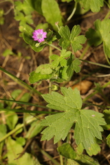 Geranium pyrenaicum
