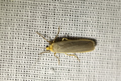 Eilema lurideola