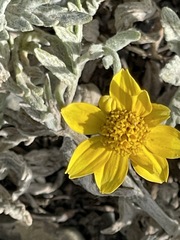 Eriophyllum lanatum