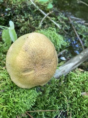 Suillus tomentosus