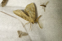 Cosmia trapezina