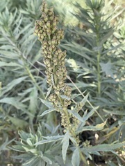 Artemisia tilesii