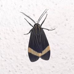 Aclytia