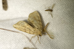 Cosmia trapezina