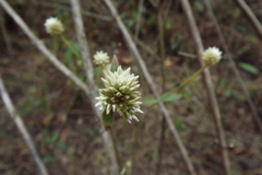 Gomphrena serrata