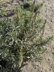 Artemisia tilesii
