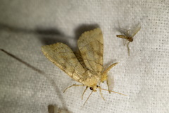 Cosmia trapezina