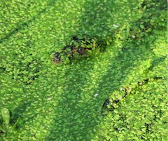 Alligator mississippiensis