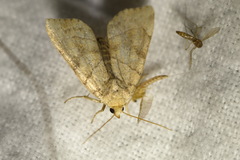 Cosmia trapezina