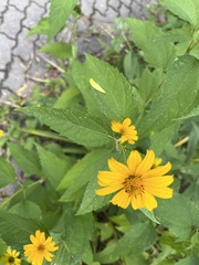 Heliopsis helianthoides