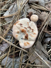 Hydnellum peckii