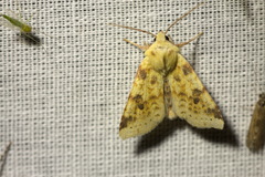Xanthia icteritia