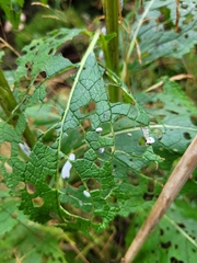 Tenthredo scrophulariae