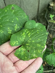Puccinia violae
