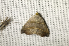 Laspeyria flexula