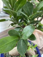 Ilex crenata