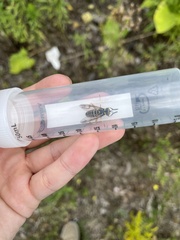 Spilomyia longicornis