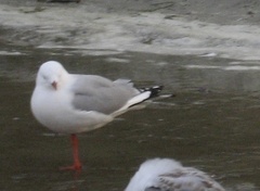 Chroicocephalus novaehollandiae scopulinus