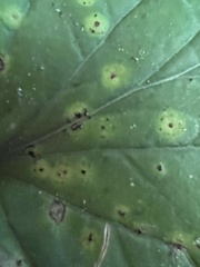 Puccinia violae