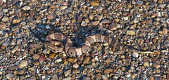 Agkistrodon piscivorus