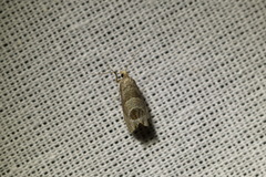 Notocelia uddmanniana