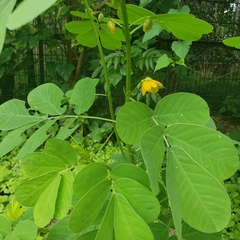 Senna obtusifolia