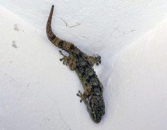 Tarentola mauritanica