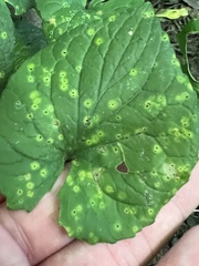 Puccinia violae