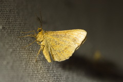 Isturgia arenacearia