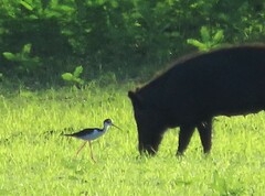 Himantopus mexicanus