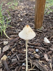 Conocybe
