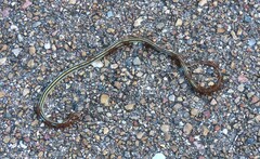 Thamnophis proximus orarius