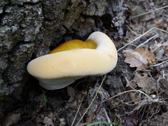 Ganoderma